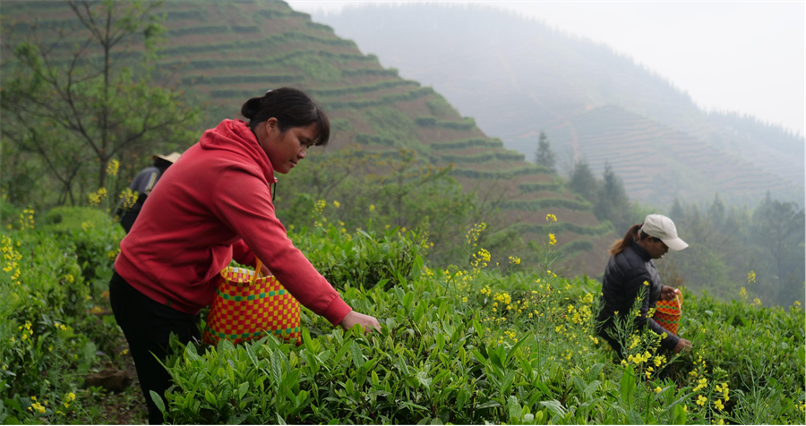 富硒绿茶产品介绍(绿茶富硒介绍产品文案)-硒宝网