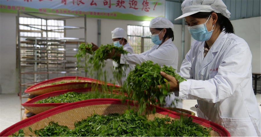 富硒绿茶产品介绍(绿茶富硒介绍产品文案)-硒宝网