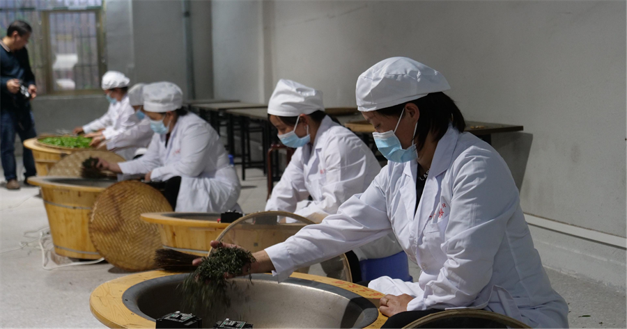 富硒绿茶产品介绍(绿茶富硒介绍产品文案)-硒宝网