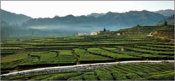 富硒茶叶产品卖点(茶叶卖点富硒产品是什么)-硒宝网