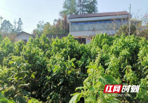 湖南桃源富硒产品(桃源县富硒)-硒宝网
