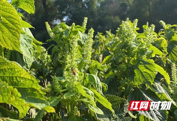 湖南桃源富硒产品(桃源县富硒)-硒宝网