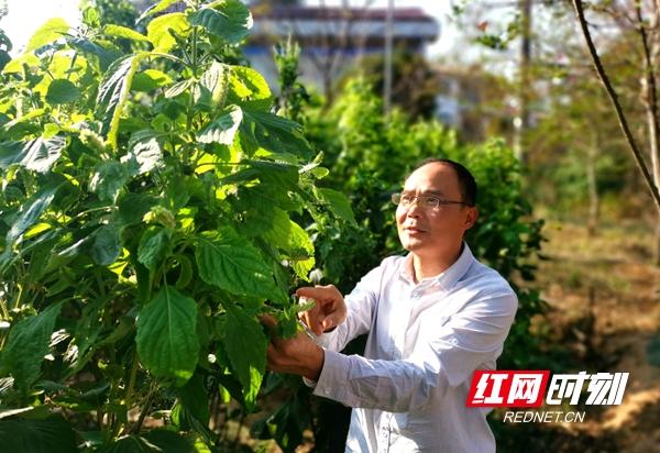 湖南桃源富硒产品(桃源县富硒)-硒宝网