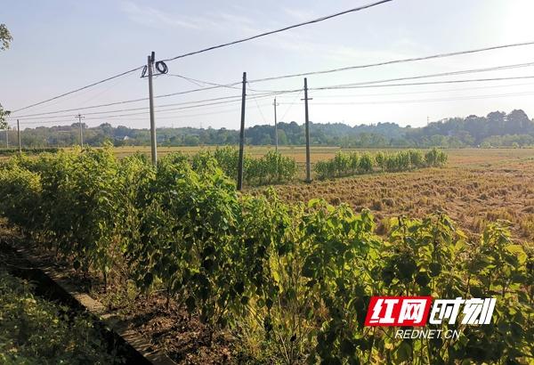 湖南桃源富硒产品(桃源县富硒)-硒宝网