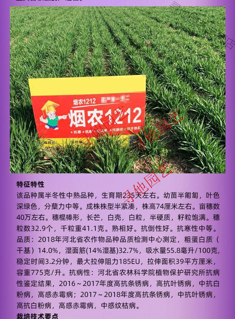 富硒小麦产品介绍（小麦富硒介绍产品有哪些）-硒宝网