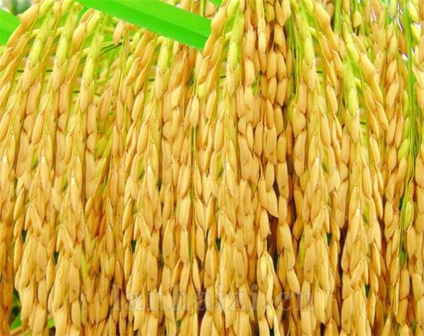 富硒产品去也标准(富硒产品国家标准)-硒宝网