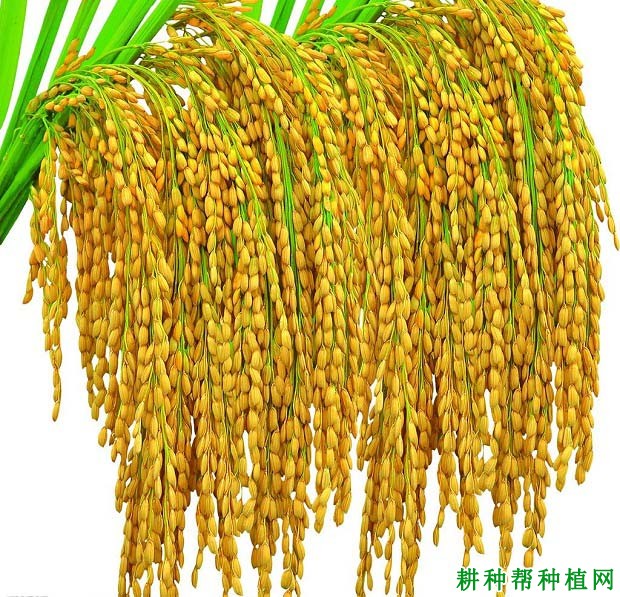 富硒产品去也标准(富硒产品国家标准)-硒宝网