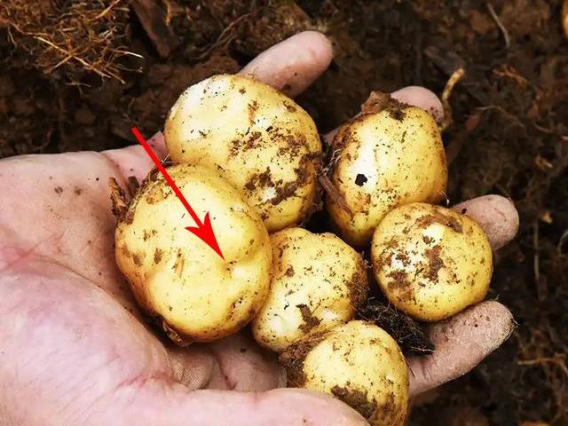 富硒地理标志产品(地理标志富硒产品图片)-硒宝网