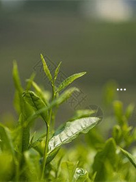 开阳什么产品富硒（开阳富硒颗颗茶业有限公司）-硒宝网