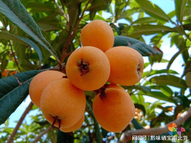 开阳什么产品富硒(开阳富硒食品介绍)-硒宝网