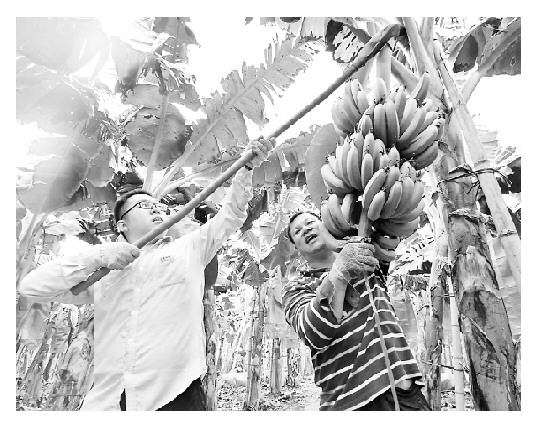 广东农业富硒产品(广东富硒土壤分布图)-硒宝网