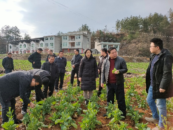 富硒产品带动增收（富硒增产素）-硒宝网