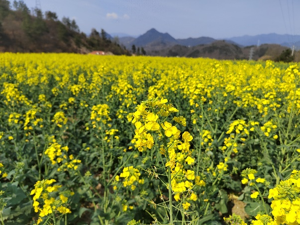 富硒产品带动增收（富硒增产素）-硒宝网