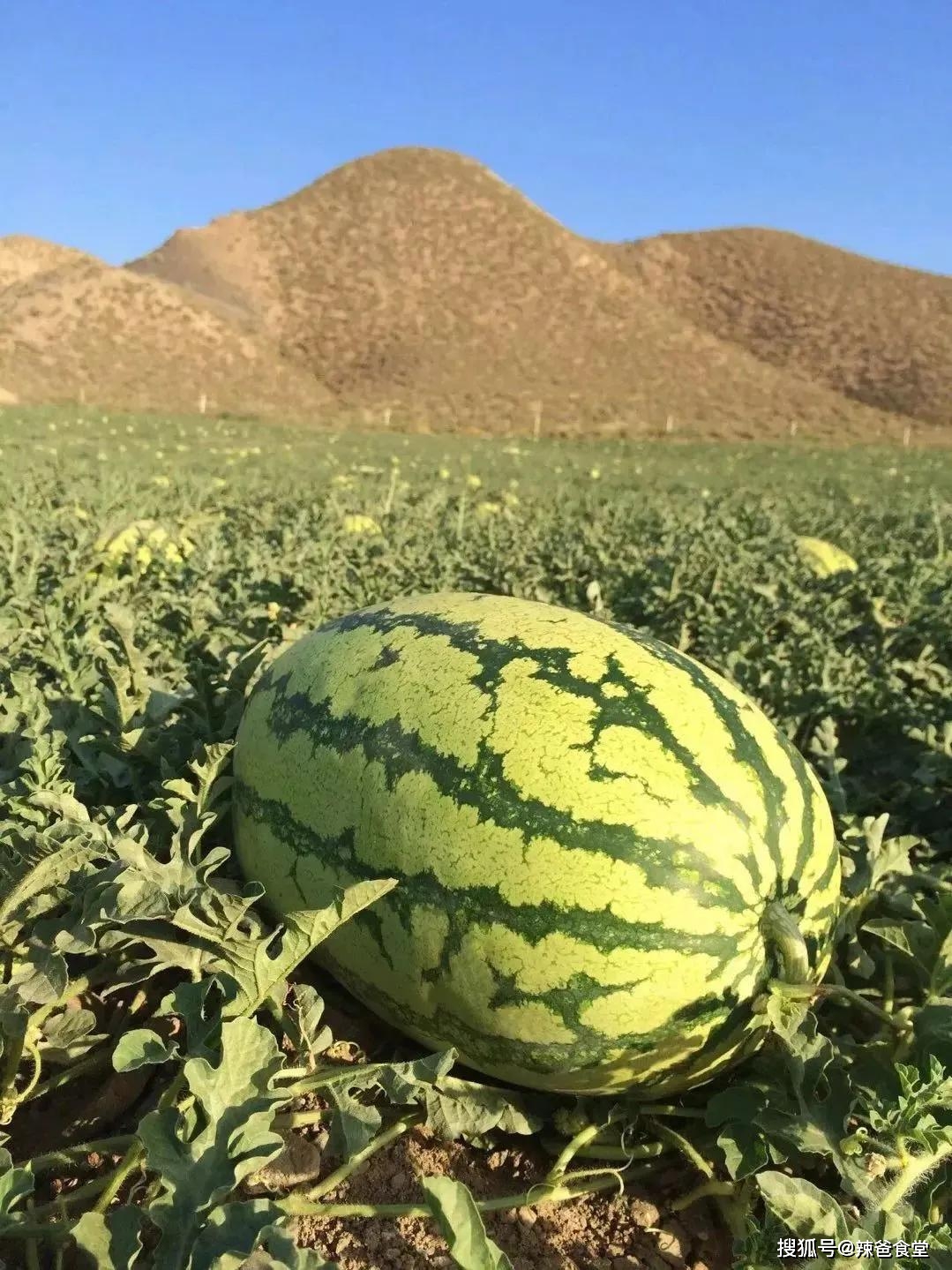 产品富硒西瓜标准（西瓜标准富硒产品有哪些）-硒宝网