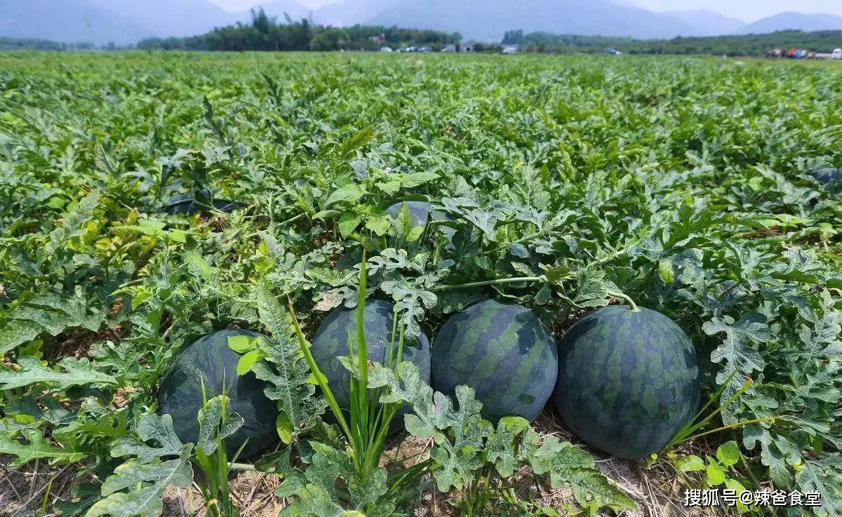 产品富硒西瓜标准（西瓜标准富硒产品有哪些）-硒宝网