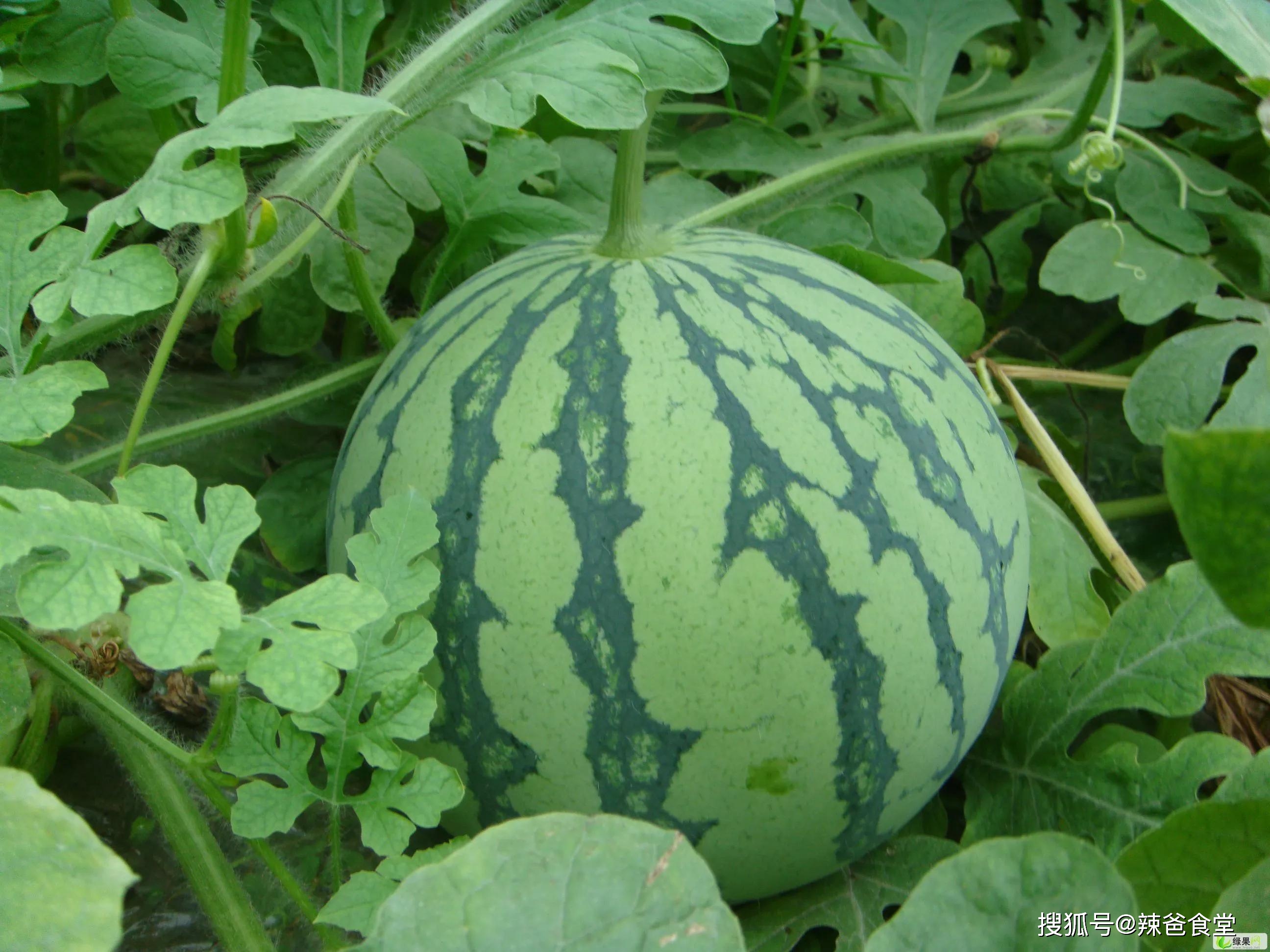 产品富硒西瓜标准（西瓜标准富硒产品有哪些）-硒宝网