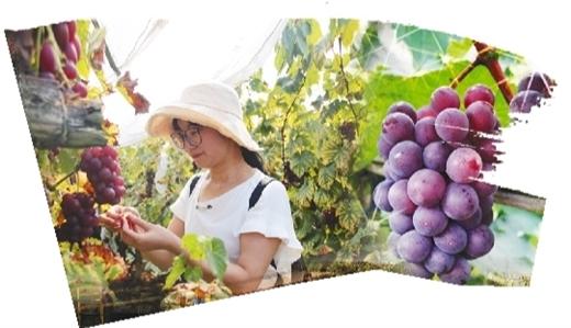 广西富硒农产产品（广西富硒农产品协会）-硒宝网