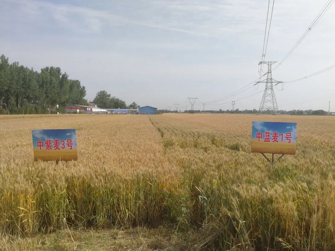 富硒产品带动增收（增收带动富硒产品的例子）-硒宝网