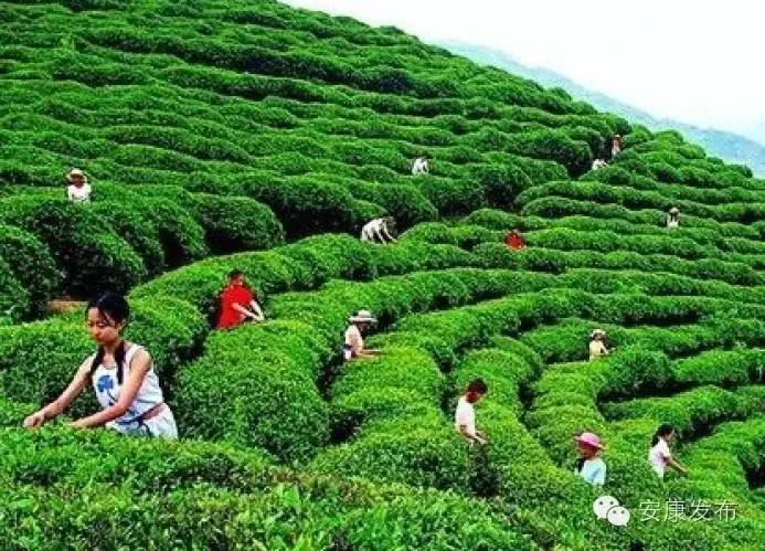 富硒产品宣传新闻（富硒产品宣传语）-硒宝网