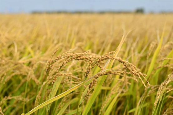 富硒大米产品分析(富硒大米市场分析)-硒宝网