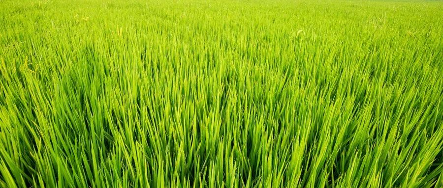 富硒大米产品分析(富硒大米市场分析)-硒宝网