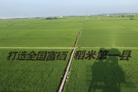 富硒大米产品分析(富硒大米市场分析)-硒宝网