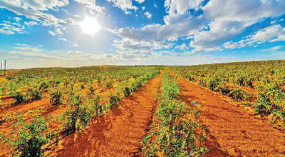 宁夏富硒枸杞产品（宁夏优质枸杞）-硒宝网