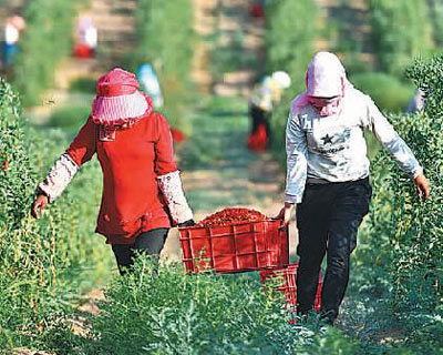 宁夏富硒枸杞产品（宁夏优质枸杞）-硒宝网