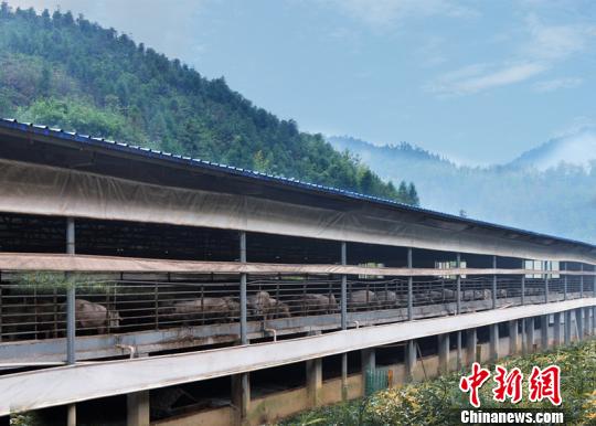 广西富硒农产产品(广西富硒地区名单)-硒宝网