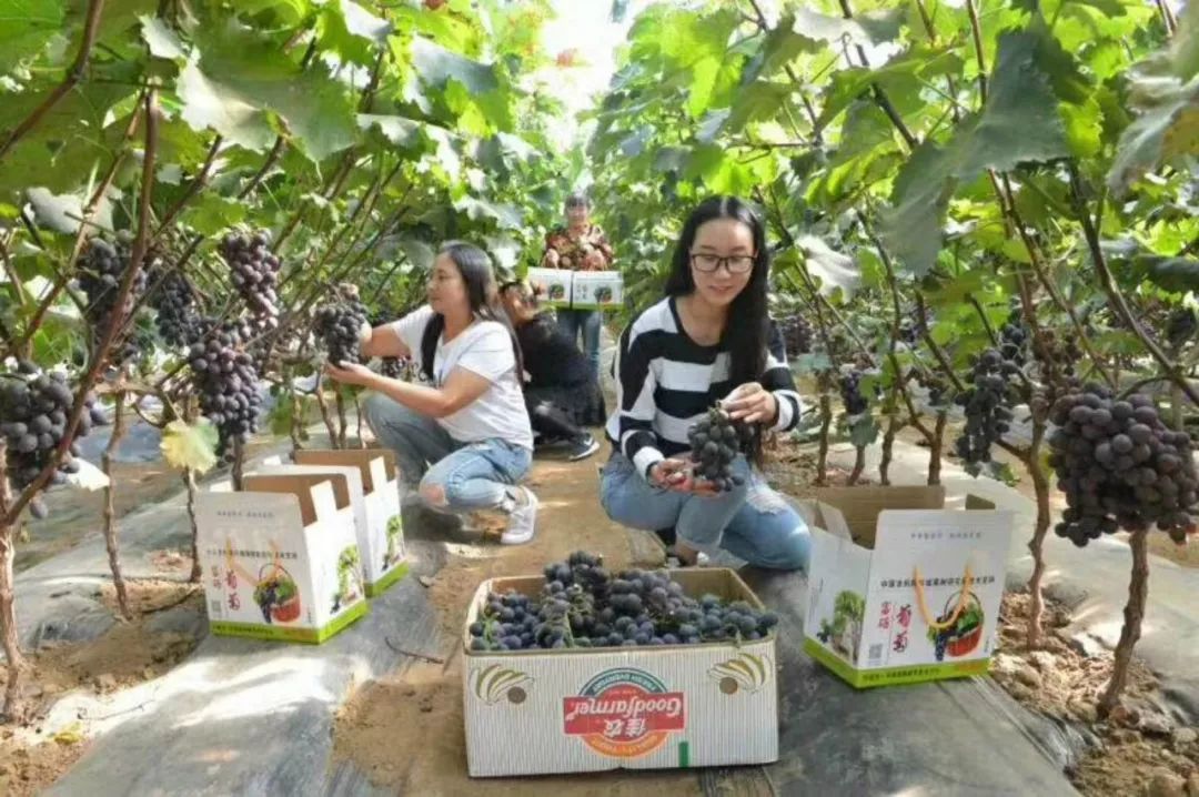 鑫硒旺富硒农产品(鑫农养生)-硒宝网