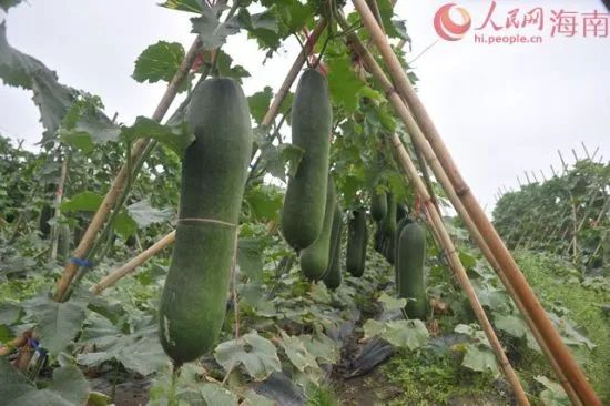 富硒产品口感好吗(富硒产品)-硒宝网