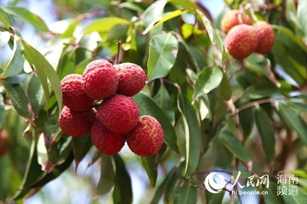 富硒产品口感好吗(富硒产品)-硒宝网