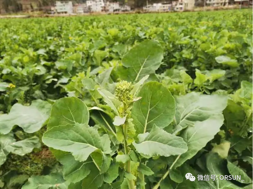 恩施富硒产品有啥(恩施富硒产品有哪些品牌)-硒宝网