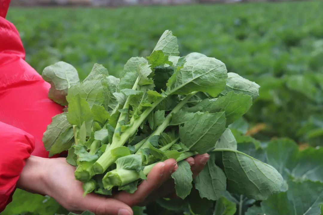 恩施富硒产品有啥(恩施富硒产品有哪些品牌)-硒宝网