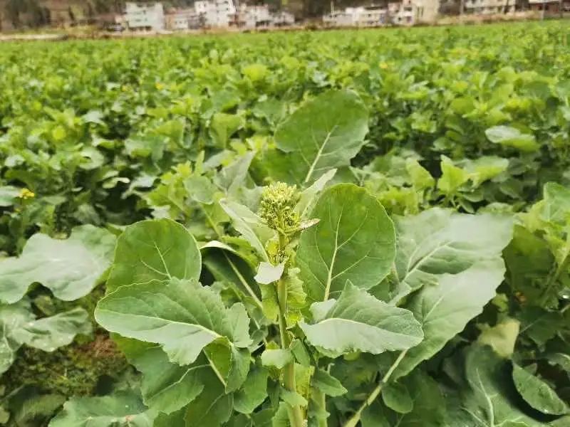 恩施富硒产品有啥(恩施富硒产品有哪些品牌)-硒宝网