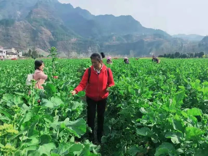 恩施富硒产品有啥(恩施富硒产品有哪些品牌)-硒宝网