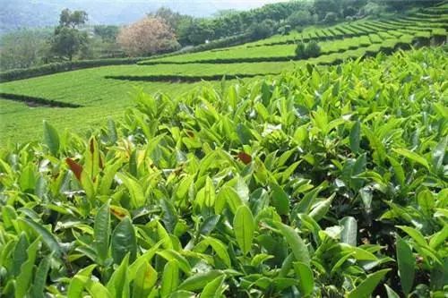 开阳富硒产品论文(开阳的富硒产品)-硒宝网