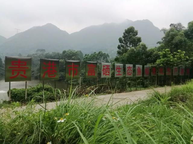 广西富硒产品数据(广西富硒产品有哪些)-硒宝网