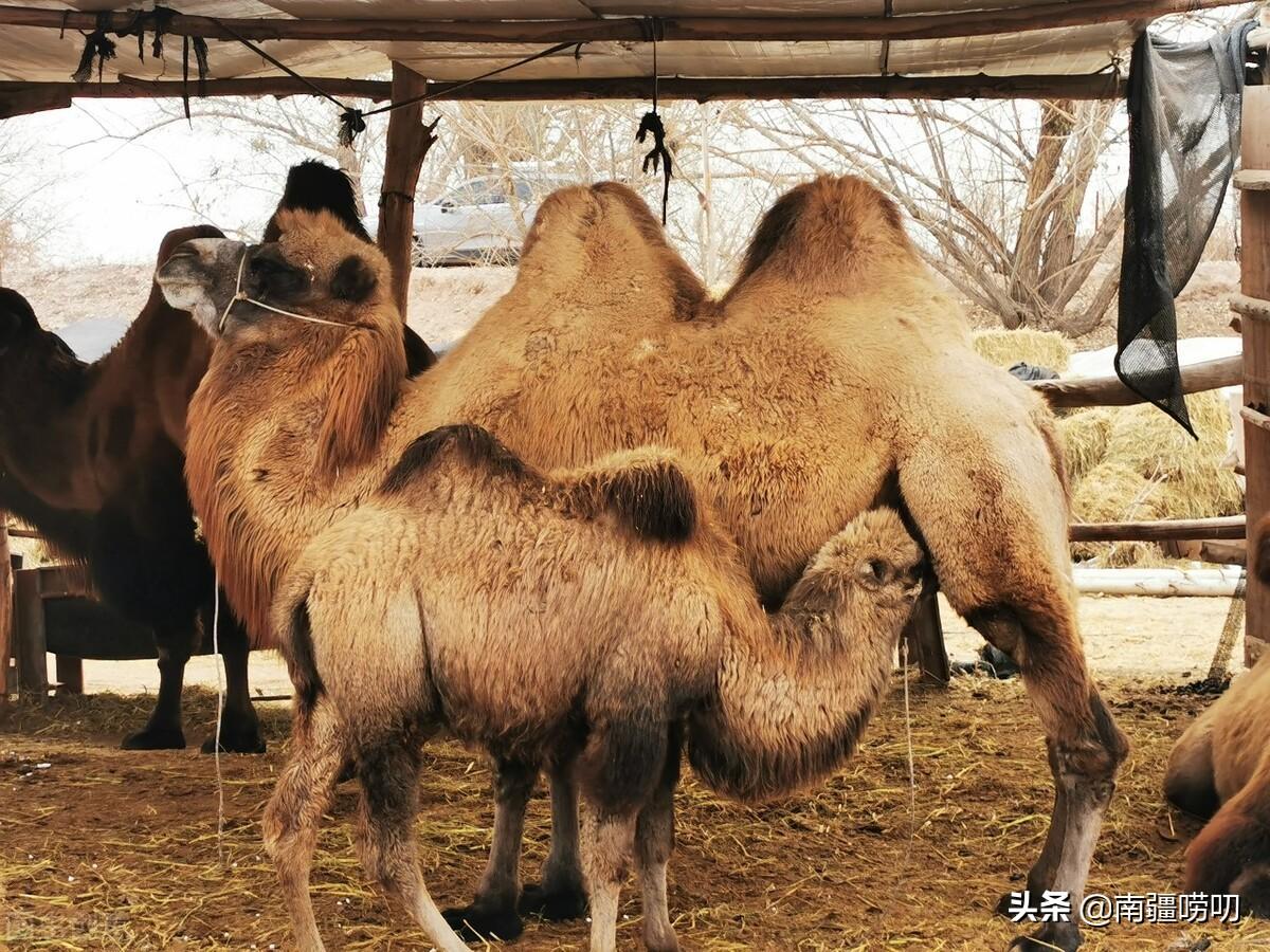 富硒保健产品粉面(富硒膳食营养面粉)-硒宝网