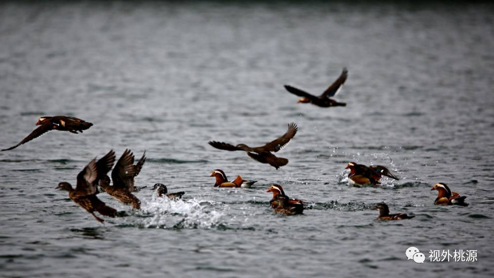 桃源 富硒农产品(农桃源富硒产品是什么)-硒宝网