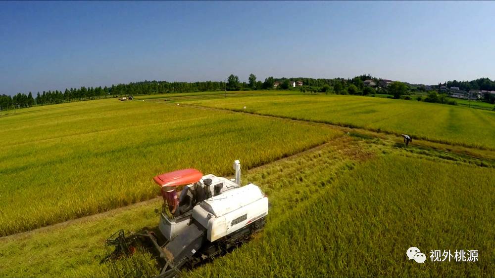 桃源 富硒农产品(农桃源富硒产品是什么)-硒宝网