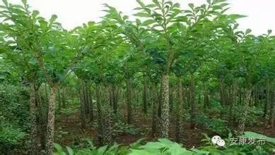 富硒产品推广平台(富硒产品广告宣传语)-硒宝网