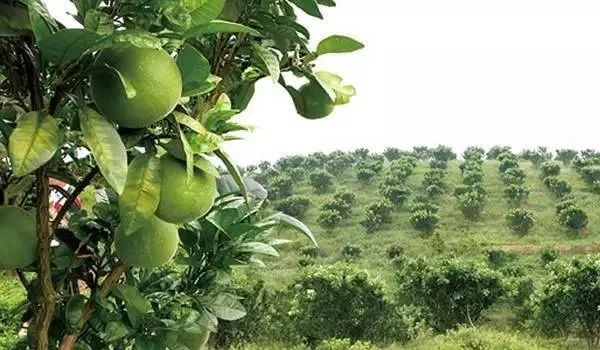 广西平南富硒产品(广西富硒)-硒宝网