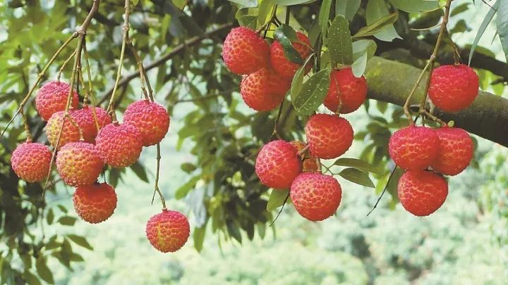 广西平南富硒产品(广西富硒)-硒宝网