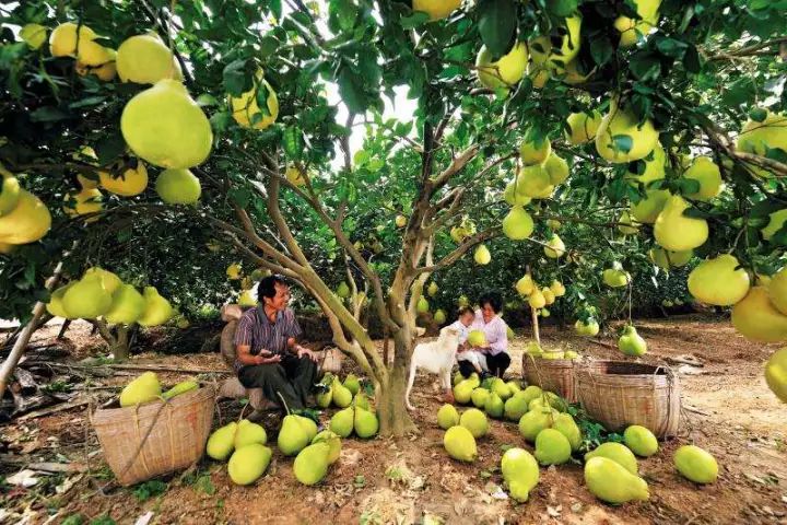 广西平南富硒产品(广西富硒)-硒宝网