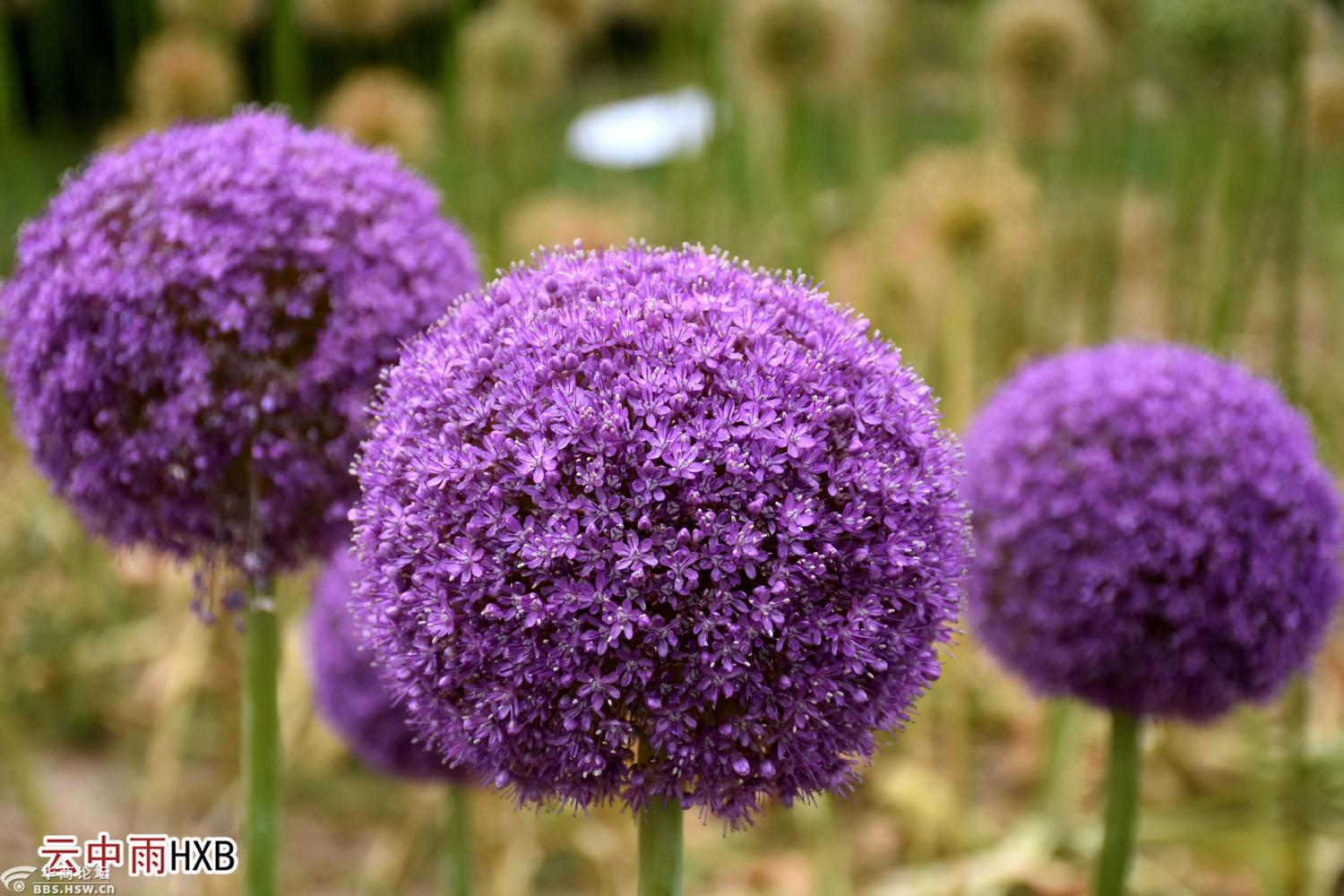 富硒产品 交流会(富硒产品的好处)-硒宝网