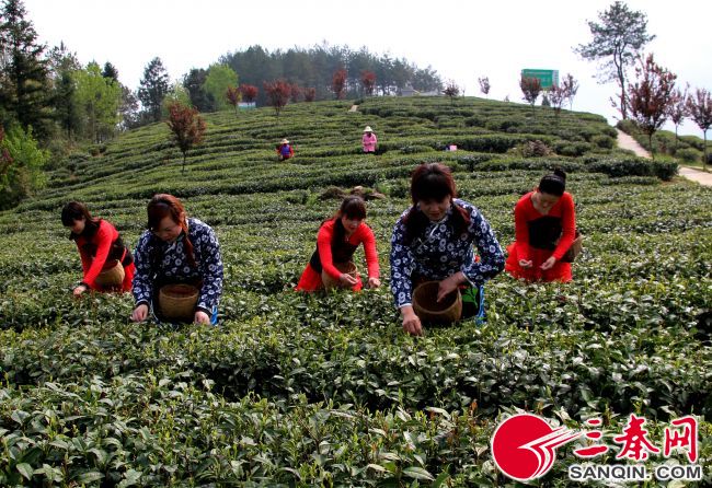 富硒茶的产品策略（富硒茶产业）-硒宝网