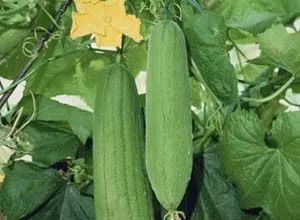 贺州 富硒农产品(广西富硒产品有哪些)-硒宝网