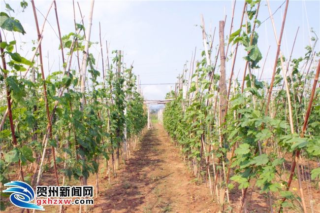 贺州 富硒农产品(广西富硒产品有哪些)-硒宝网