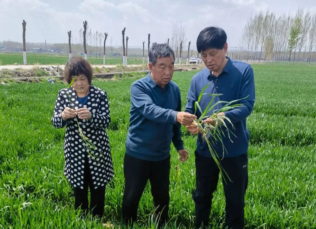 让作物富硒的产品(作物富硒技术)-硒宝网